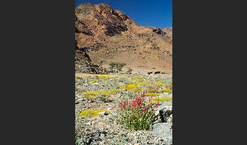 Blasiger Ampfer (Rumex vescarius)