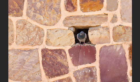 Felsentaube (Columba livia)