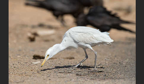 Kuhreiher (Bubulcus ibis)