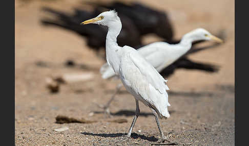 Kuhreiher (Bubulcus ibis)