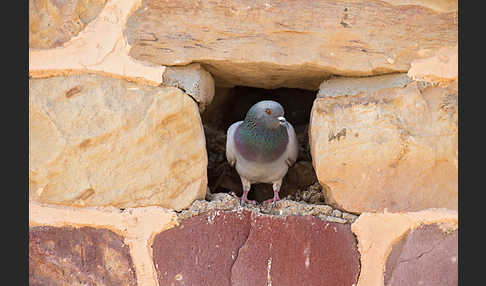 Felsentaube (Columba livia)