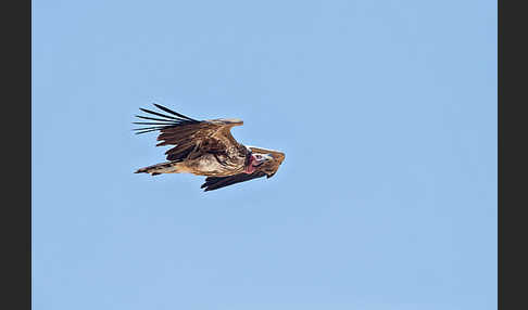 Ohrengeier (Aegypius tracheliotus)