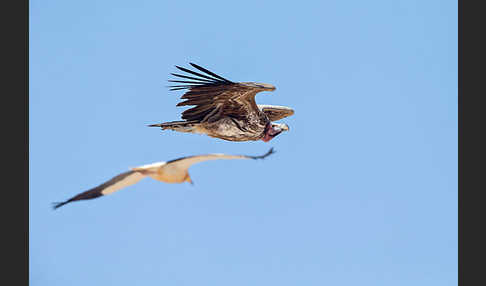 Ohrengeier (Aegypius tracheliotus)