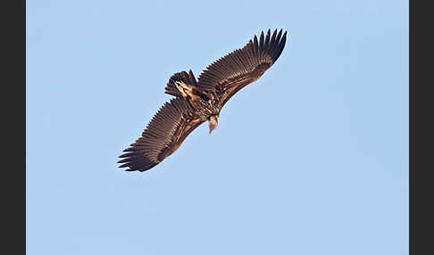 Ohrengeier (Aegypius tracheliotus)