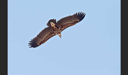 Ohrengeier (Aegypius tracheliotus)