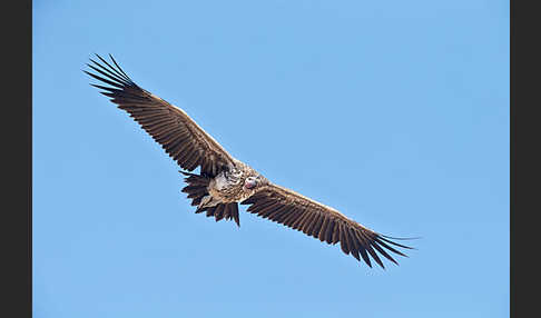 Ohrengeier (Aegypius tracheliotus)