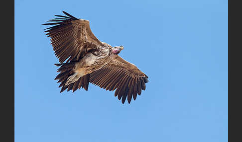 Ohrengeier (Aegypius tracheliotus)