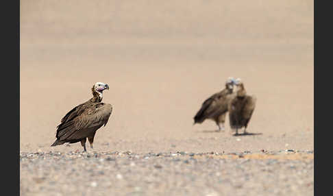 Ohrengeier (Aegypius tracheliotus)