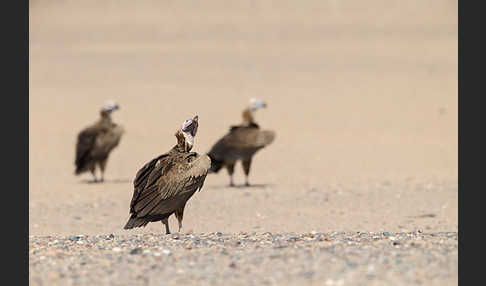 Ohrengeier (Aegypius tracheliotus)