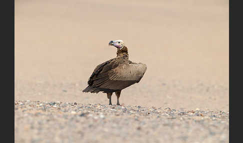 Ohrengeier (Aegypius tracheliotus)