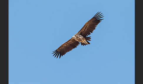 Ohrengeier (Aegypius tracheliotus)