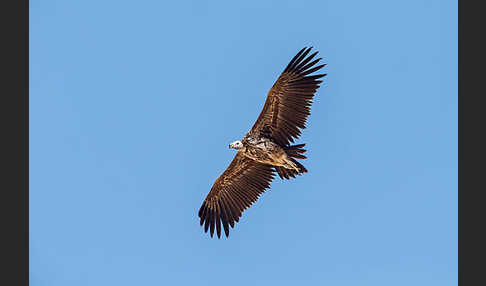 Ohrengeier (Aegypius tracheliotus)