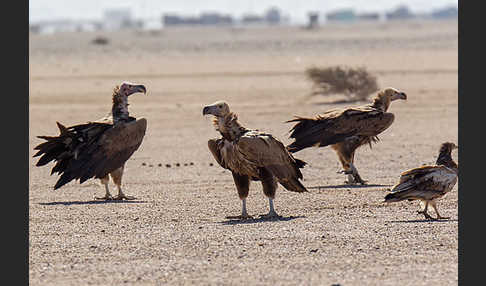 Ohrengeier (Aegypius tracheliotus)