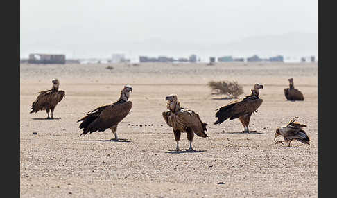 Ohrengeier (Aegypius tracheliotus)