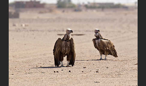 Ohrengeier (Aegypius tracheliotus)