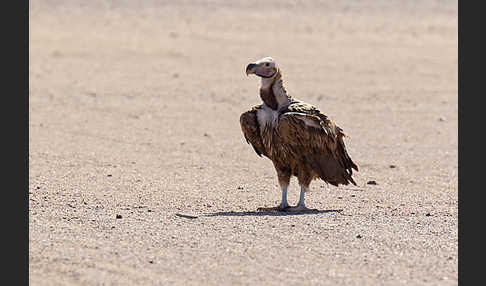 Ohrengeier (Aegypius tracheliotus)