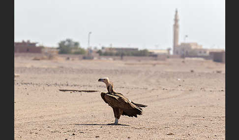 Ohrengeier (Aegypius tracheliotus)