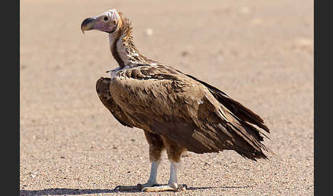 Ohrengeier (Aegypius tracheliotus)