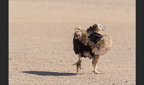 Ohrengeier (Aegypius tracheliotus)