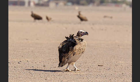 Ohrengeier (Aegypius tracheliotus)