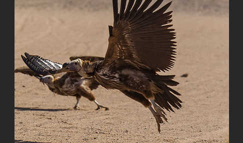 Ohrengeier (Aegypius tracheliotus)