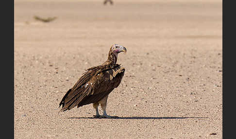 Ohrengeier (Aegypius tracheliotus)