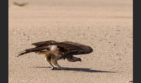 Ohrengeier (Aegypius tracheliotus)