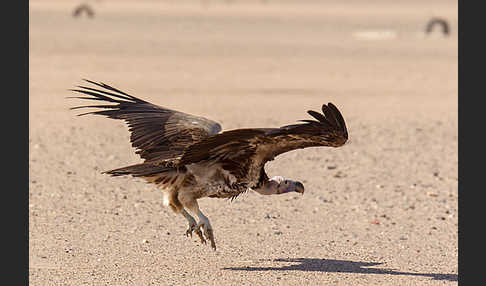 Ohrengeier (Aegypius tracheliotus)