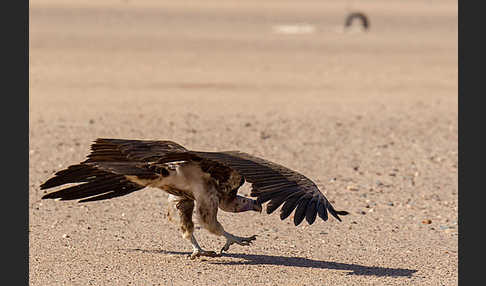 Ohrengeier (Aegypius tracheliotus)