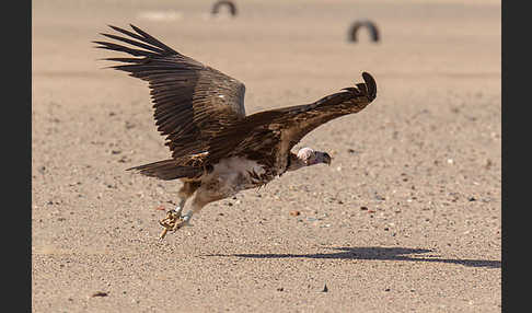 Ohrengeier (Aegypius tracheliotus)