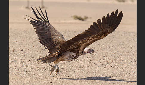 Ohrengeier (Aegypius tracheliotus)