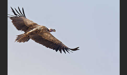 Ohrengeier (Aegypius tracheliotus)