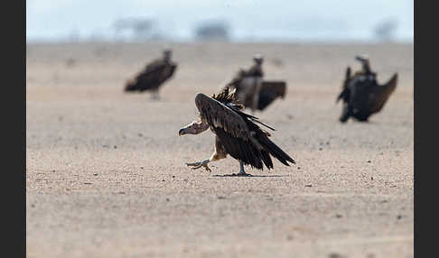 Ohrengeier (Aegypius tracheliotus)