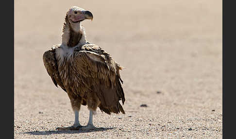 Ohrengeier (Aegypius tracheliotus)