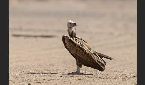 Ohrengeier (Aegypius tracheliotus)