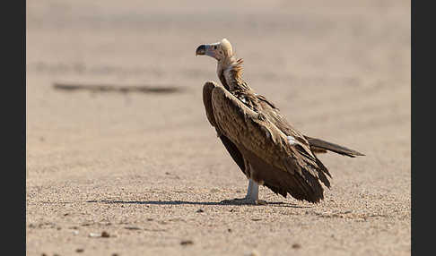 Ohrengeier (Aegypius tracheliotus)