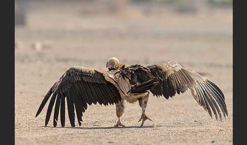 Ohrengeier (Aegypius tracheliotus)