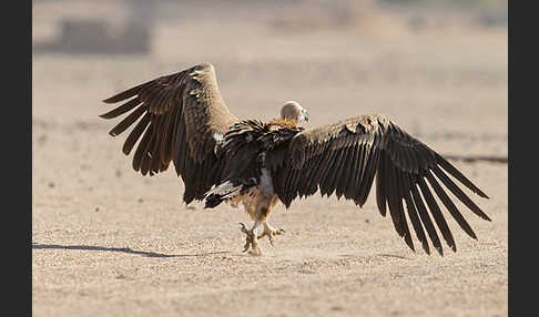 Ohrengeier (Aegypius tracheliotus)