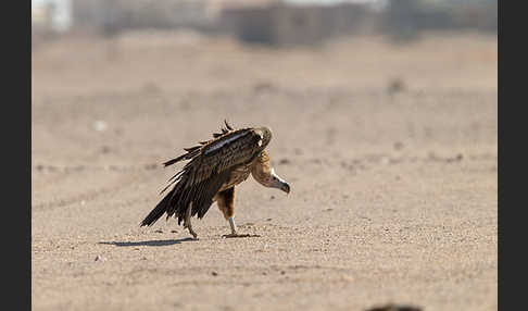 Ohrengeier (Aegypius tracheliotus)