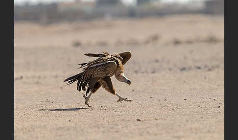 Ohrengeier (Aegypius tracheliotus)