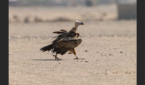 Ohrengeier (Aegypius tracheliotus)