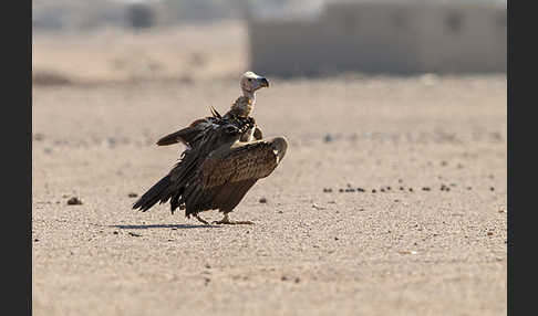 Ohrengeier (Aegypius tracheliotus)