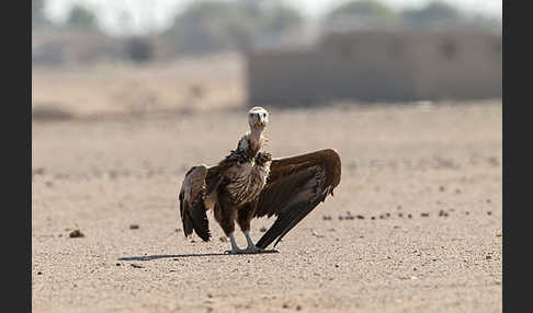 Ohrengeier (Aegypius tracheliotus)