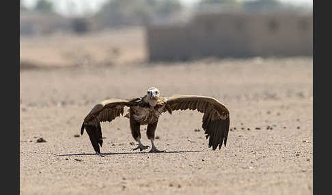 Ohrengeier (Aegypius tracheliotus)