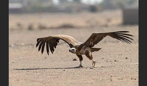 Ohrengeier (Aegypius tracheliotus)