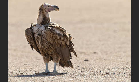 Ohrengeier (Aegypius tracheliotus)