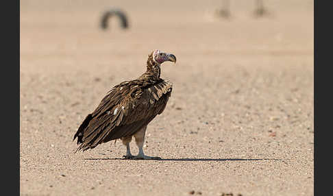 Ohrengeier (Aegypius tracheliotus)