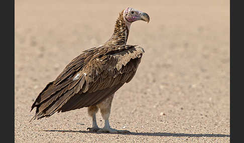 Ohrengeier (Aegypius tracheliotus)