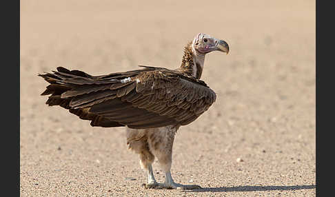 Ohrengeier (Aegypius tracheliotus)