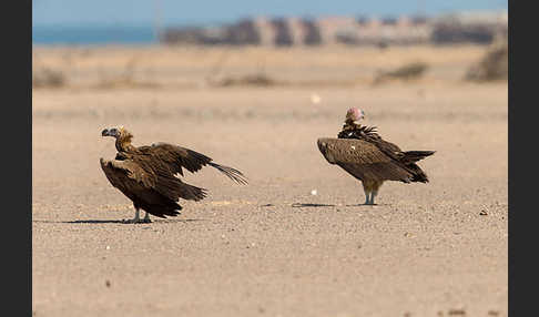 Ohrengeier (Aegypius tracheliotus)